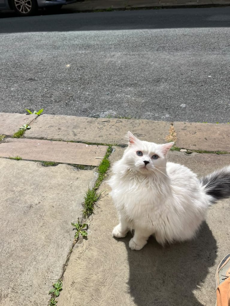 Not all the cats are random!